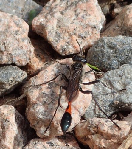 Ammophila sabulosa